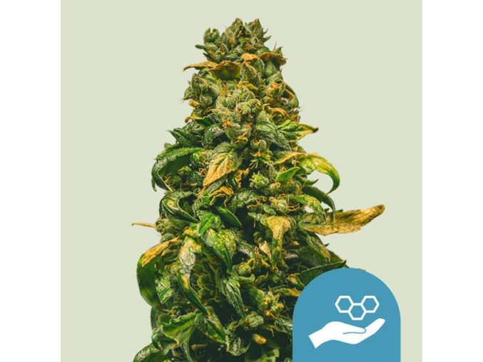 solomatic cbd