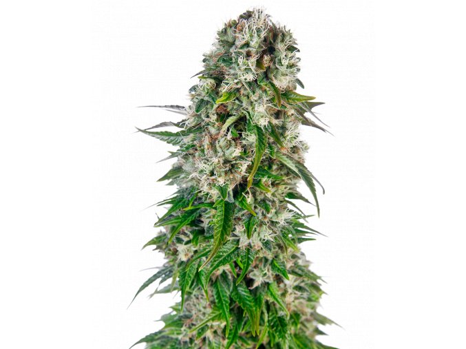 big bud automatic xl