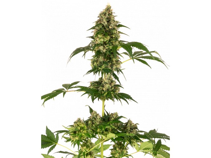 cobalt haze feminized xl