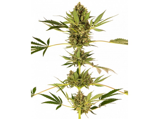 himalayan cbd feminized xl