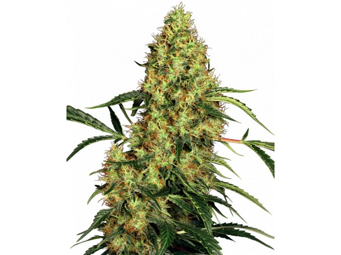 mexican sativa feminised xl