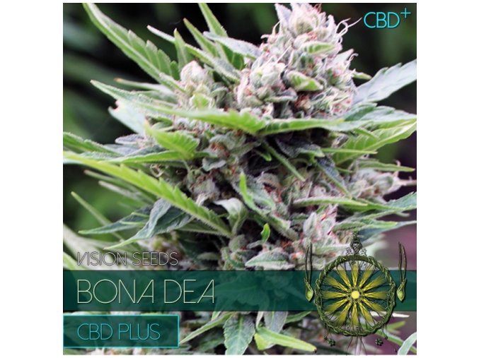 vision seeds bona dea 500x500 1