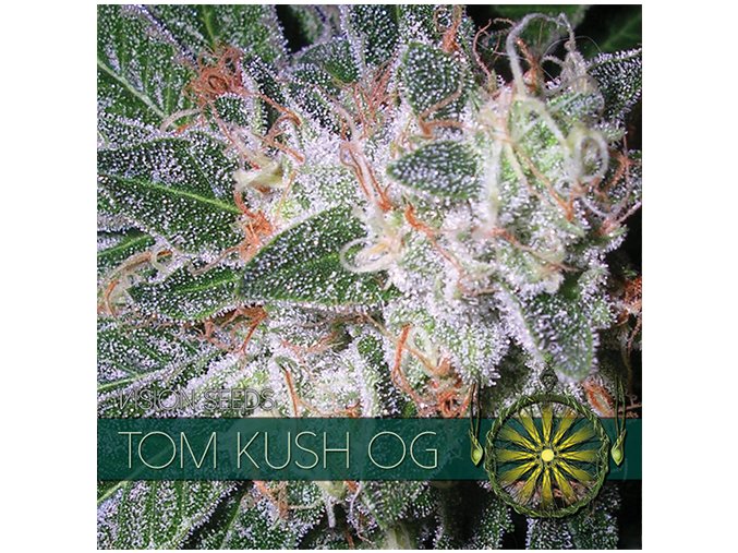 vision seeds tom kush500x500