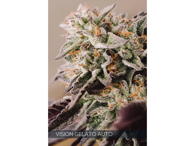 WEB VISION GELATO AUTO