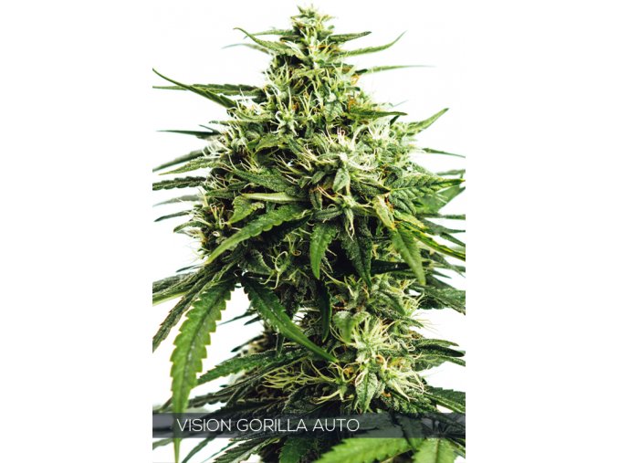 WEB VISION GORILLA AUTO