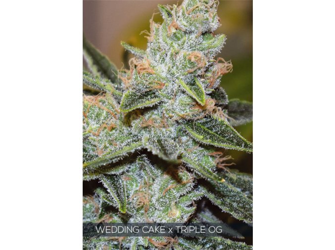 H640 WEB WEDDING CAKE 3xOG