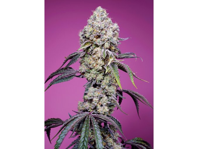 sweet mandarine zkittlez f1 fast version