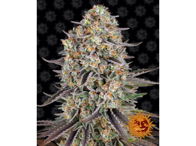 sour strawberry circle new 21 701937