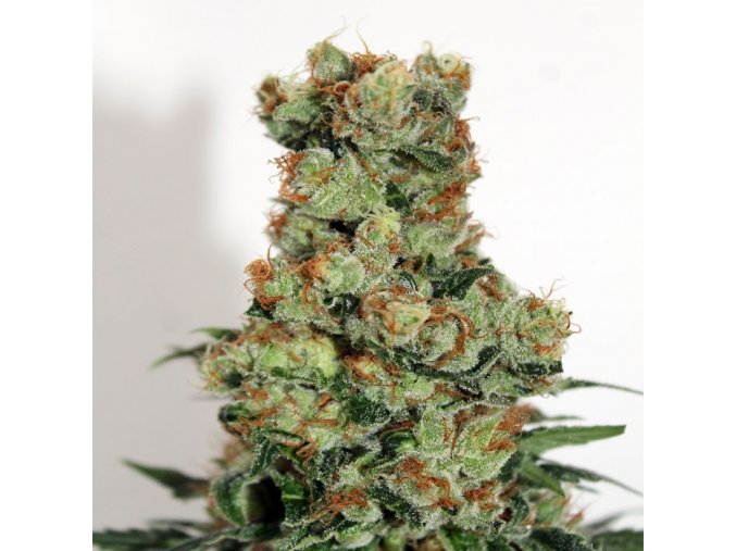 ripper badazz feminized cannabis seeds