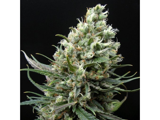 ripper haze feminized cannabis seeds