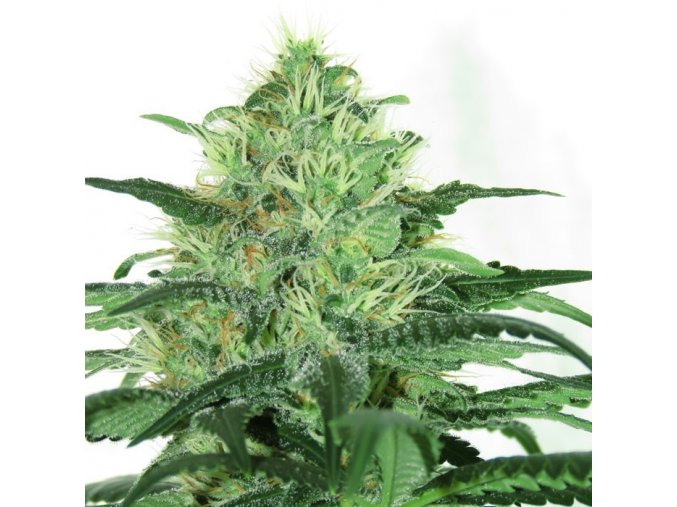 sideral feminized cannabis seeds