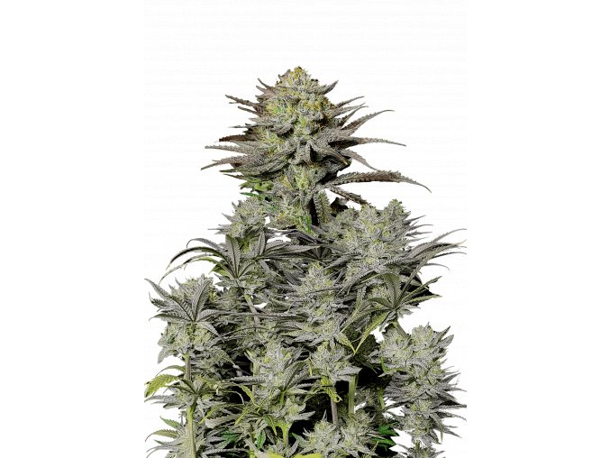 l tsp 2x gorilla cookies fast flowering transparent 1695050274