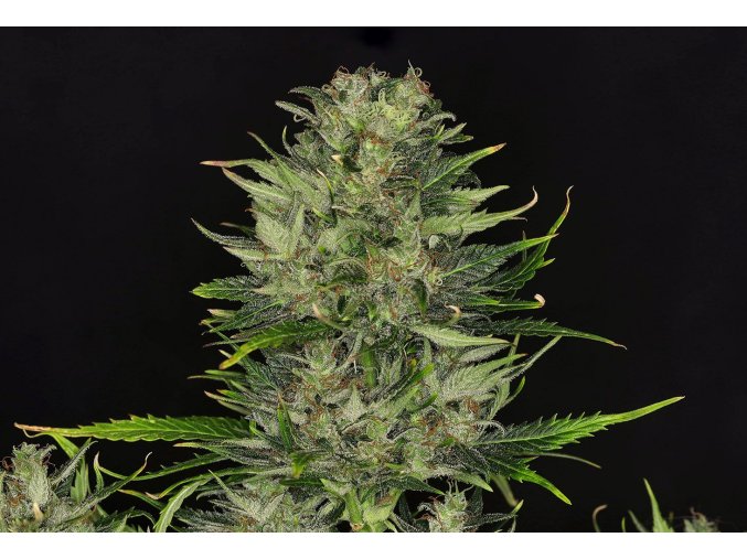Kannabia Dosidos Auto