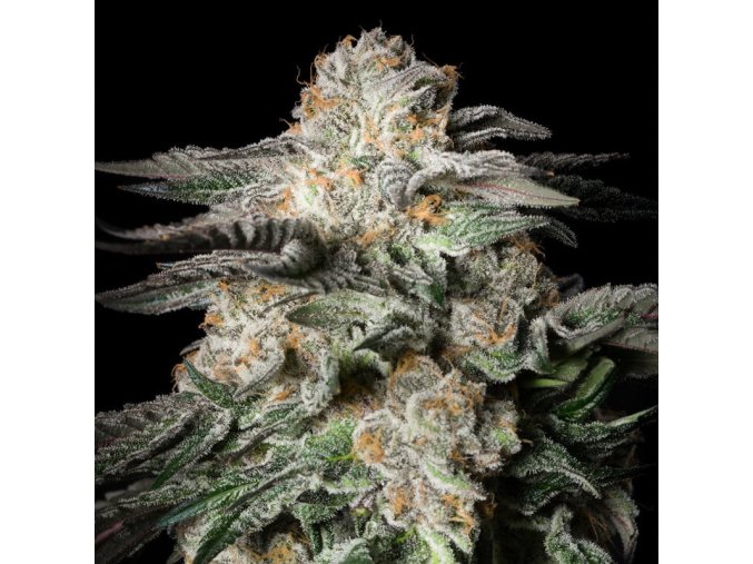 Silent Seeds Mint Candy