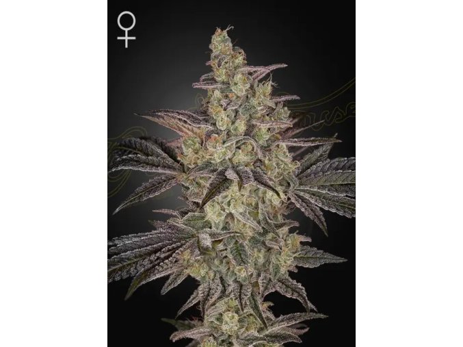 Green House Seed Frosted Guava Auto