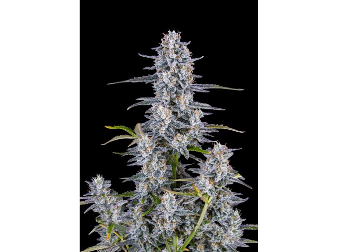 FastBuds Super Boof Auto