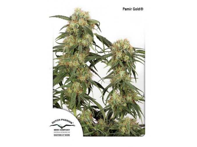 Pamir Gold Dutch Passion