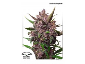 AutoBlackberry Kush Dutch Passion 1 723x1024