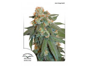 auto orange bud dutch passion 11