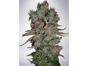 auto blueberry domina feminizovan bb9