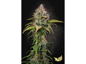 Atomical Haze Paradise Seeds
