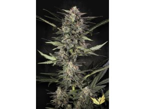 Auto Wappa Paradise Seeds 2025
