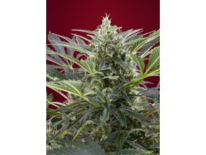 cream 47 (1)