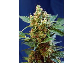 CREAMMANDARINE XL AUTO(R) SWS55