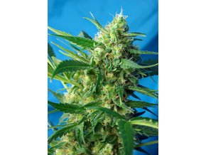 ICE COOL AUTO(R) SWS46