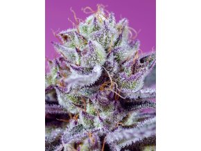 diablos delight xl auto (1)
