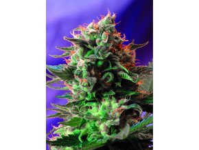 JACK47 F1(R) SWS51