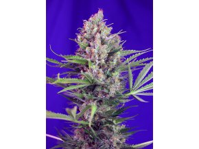 CREAMMANDARINE F1 SWS50