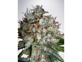 big bud xxl feminizovan c84