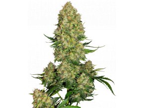 skunk 1 automatic xl