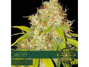 autofem vision seeds ak 491