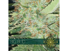 vision seeds big bud