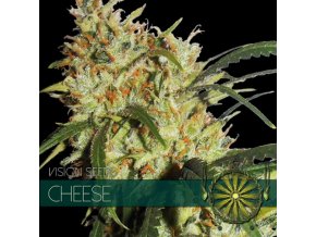 vision seeds cheese