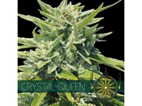vision seeds crystal queen