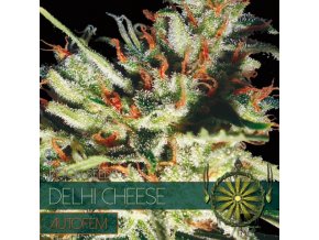 autofem vision seeds delhi cheese