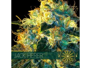 vision seeds jack herer