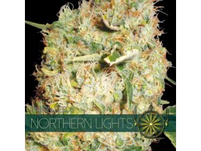 vision seeds northern lights