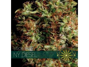 vision seeds ny diesel