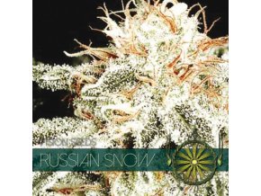 vision seeds russian snow