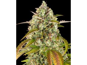 pineapple express auto circle new 21 910804