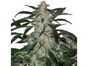 deimos autoflower buddha seeds