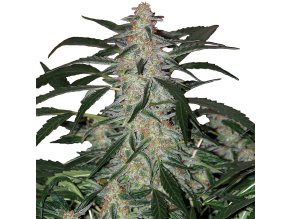 177 Buddha Deimos Auto