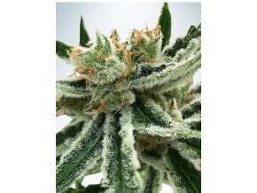 mandarin haze feminizovan b20