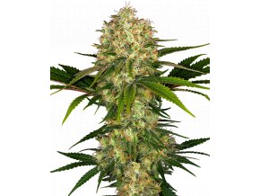 afghani 1 feminized xl