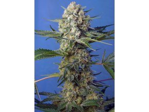 CRYSTAL CANDY F1FV(R) SWS73