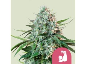 hulkberry